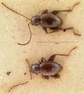 Media type: image; Entomology 18868   Aspect: habitus dorsal view